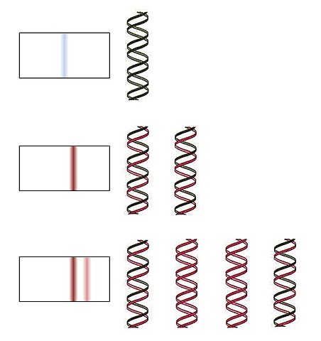 El experimento Meselson-Stahl