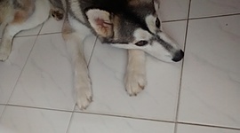 Timeline: Mi Biografía Lina