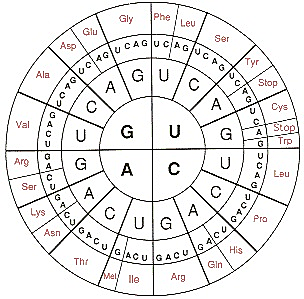 El código genético