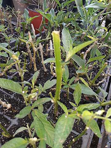 inspección de plantas