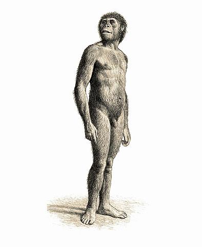 Australopithecus Afarensis