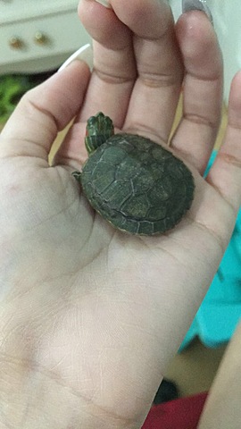 I got a turtle
