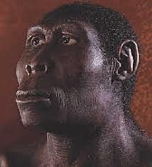 Homo Erectus