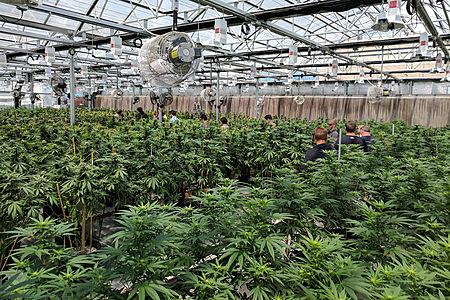 2 perfiles de cultivadores a gran escala