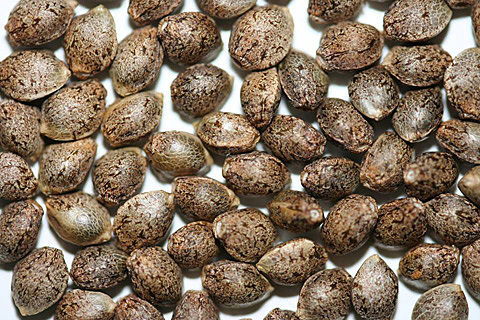 Suministro de semillas