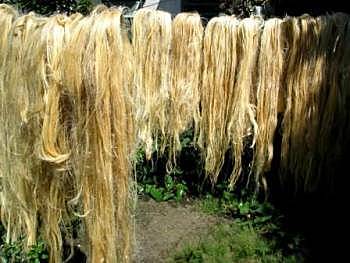 Comercialización se semillas y fibras