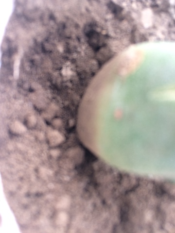 Semana 11: Pequeño brote en una de las hojas