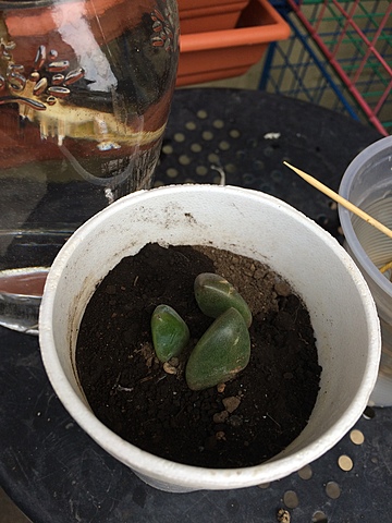 Semana 12: Consistencia de las hojas