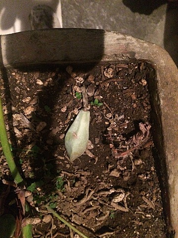 Semana 14: Modificación de las condiciones ambientales de la siembra