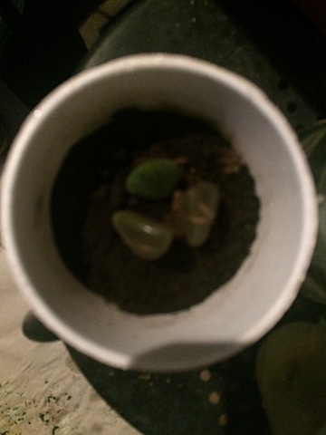 Semana 15: Continúa la vida