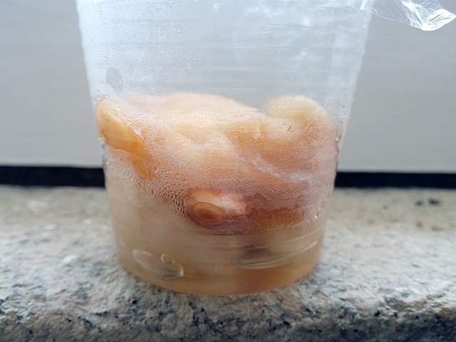 A semente inchou e a pele estalou