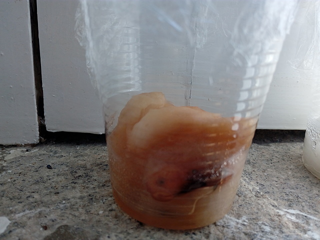 Aparecimento da radícula