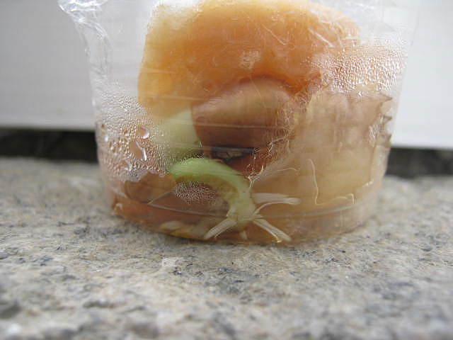 A radícula continua a crescer