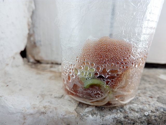 A radícula continua a crescer mais