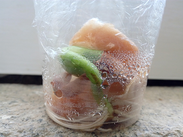 As folhas já aparecem