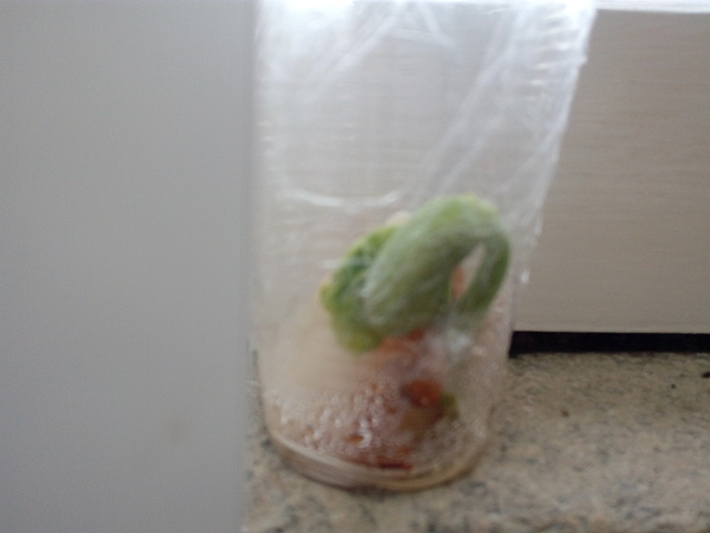 As folhas já estão mais visíveis