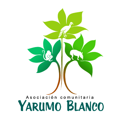 Timeline: Yarumo Blanco