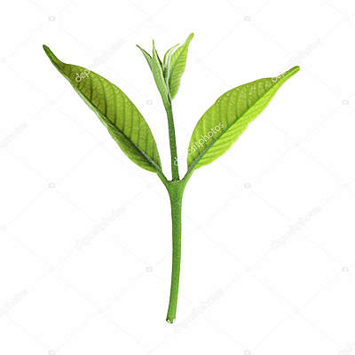 Timeline: Antecedentes del Desarrollo Turístico Sustentable