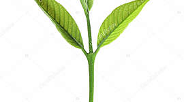 Timeline: Antecedentes del Desarrollo Turístico Sustentable