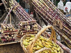 Bananas and Sugar Cane