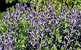 Indigo Plants