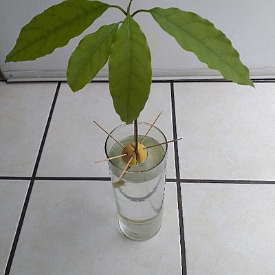 Timeline: Linea de tiempo - Semilla de Aguacate  -   Vilma Lorena Cano 03639