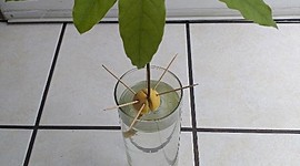 Timeline: Linea de tiempo - Semilla de Aguacate  -   Vilma Lorena Cano 03639