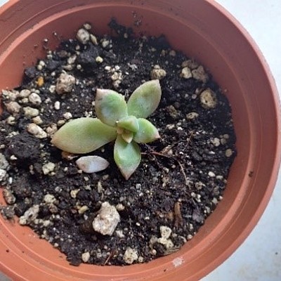 Timeline: Linea de tiempo - Siembra de Suculenta - Vilma Lorena Cano 03639