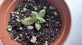 Timeline: Linea de tiempo - Siembra de Suculenta - Vilma Lorena Cano 03639