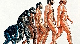 Timeline: Procesos de hominización, liña do tempo
