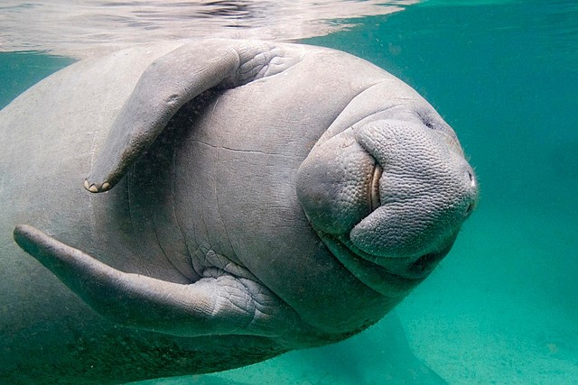 Aparició de mamífers