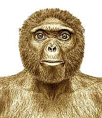 Ardipithecus ramidus