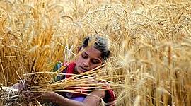 Timeline: Cultivo de trigo en India