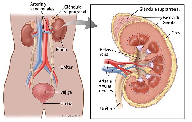 inhibidor de la tirosina cinasa