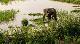 Timeline: El cultivo de arroz en Asia