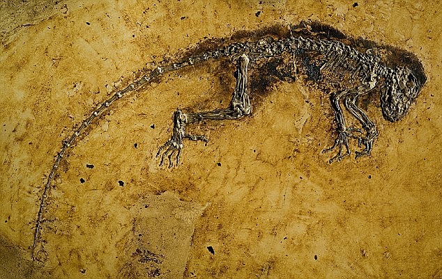 Darwinius masillae (fa 47 Ma)