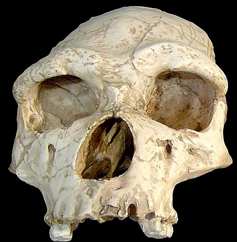 Homo Erectus (fa 1,5 Ma)
