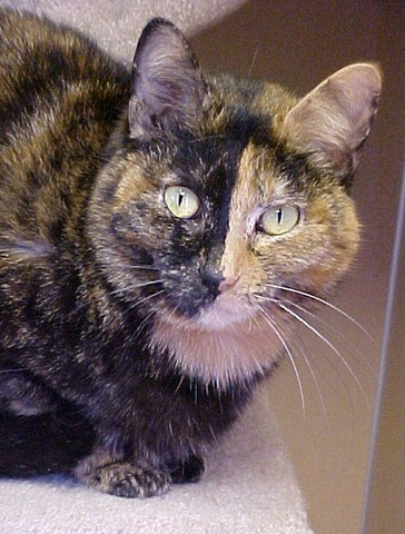 Did you hear a meow?