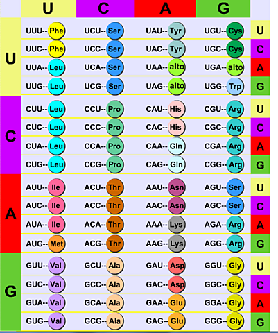 Se descifra el código genético