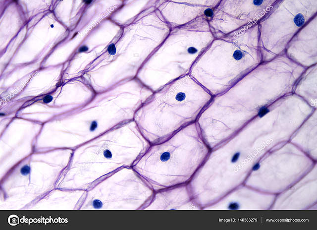las unidades básicas de los tejidos