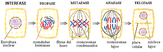 «generación espontánea»