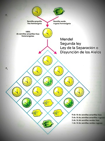 se desmiente la herencia mezclada