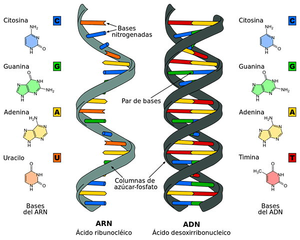 se descubre el ácido desoxirribonucleico o nucleina