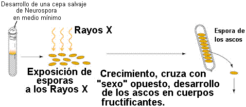 la conexión entre un gen alterado y una enzima