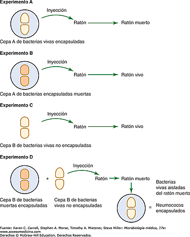 la transformación genética