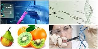 se alude al termino ingeniera genetica