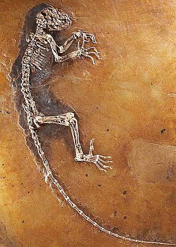 Evolució de mamífers