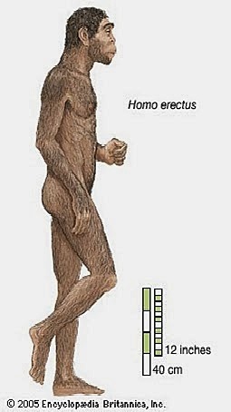 Homo erectus