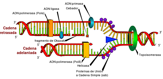 COMIENZA LA PRODUCCIÓN DE ENZIMAS