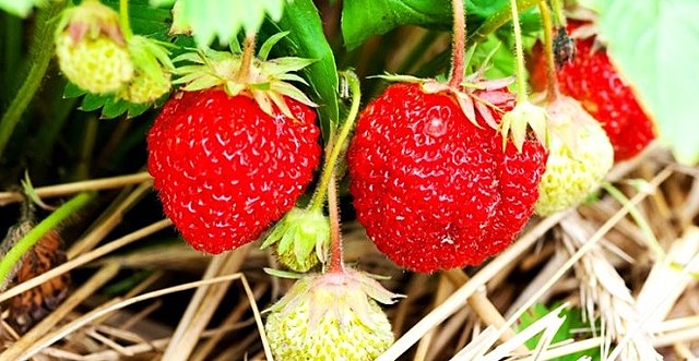 GENOMA COMPLETO DE LA FRUTILLA SILVESTRE